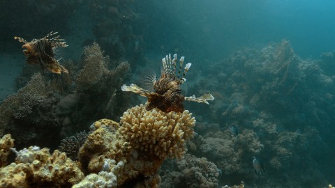Coral Reefs & Fish - Clip 47