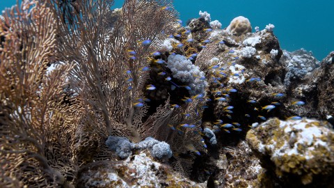 Coral Reefs & Fish - Clip 48
