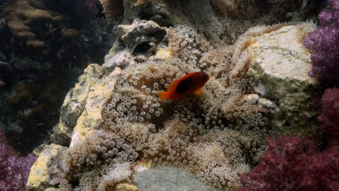 Coral Reefs & Fish - Clip 49