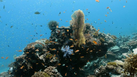 Coral Reefs & Fish - Clip 50