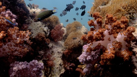 Coral Reefs & Fish - Clip 51
