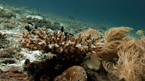 Coral Reefs & Fish - Clip 53