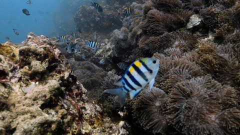 Coral Reefs & Fish - Clip 54