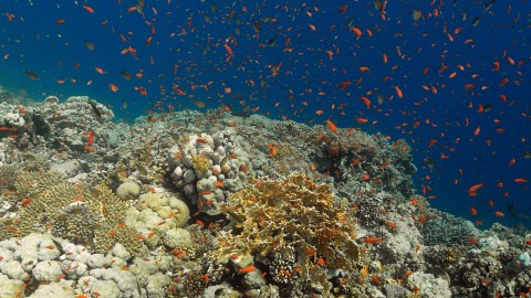Coral Reefs & Fish - Clip 55
