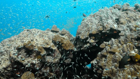 Coral Reefs & Fish - Clip 58
