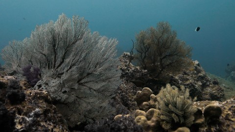 Coral Reefs & Fish - Clip 59