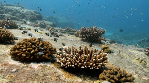 Coral Reefs & Fish - Clip 60