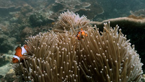 Coral Reefs & Fish - Clip 62