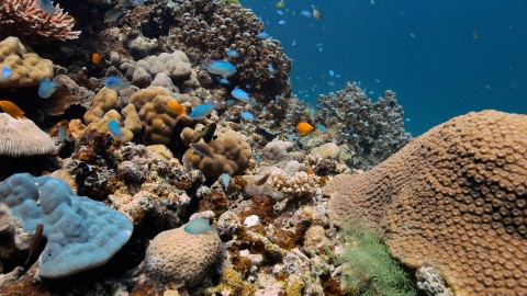 Coral Reefs & Fish - Clip 64