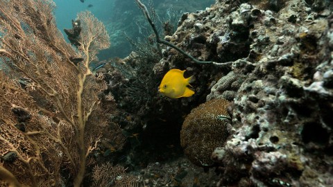 Coral Reefs & Fish - Clip 65