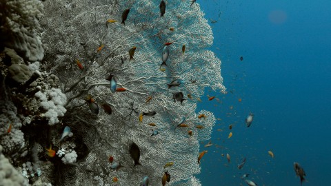 Coral Reefs & Fish - Clip 67