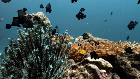 Coral Reefs & Fish - Clip 68