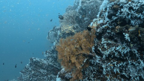 Coral Reefs & Fish - Clip 69