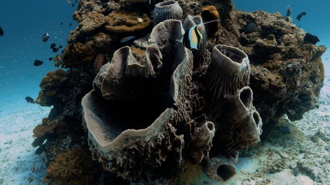 Coral Reefs & Fish - Clip 71