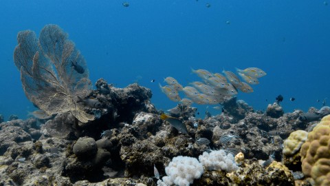 Coral Reefs & Fish - Clip 78