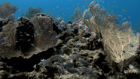 Coral Reefs & Fish - Clip 79