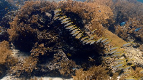 Coral Reefs & Fish - Clip 81