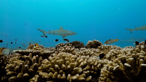 Coral Reefs & Fish - Clip 82