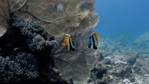 Coral Reefs & Fish - Clip 84