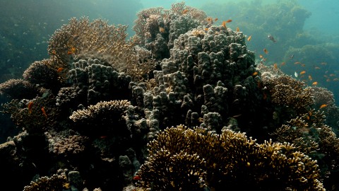 Coral Reefs & Fish - Clip 85