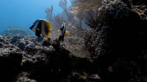 Coral Reefs & Fish - Clip 86