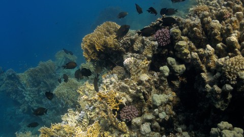 Coral Reefs & Fish - Clip 87