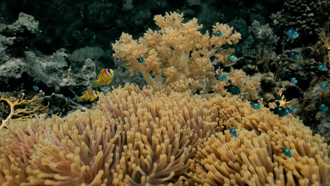 Coral Reefs & Fish - Clip 89