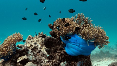 Coral Reefs & Fish - Clip 91