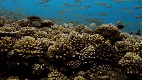 Coral Reefs & Fish - Clip 92