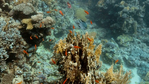 Coral Reefs & Fish - Clip 93