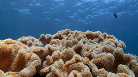 Coral Reefs & Fish - Clip 95