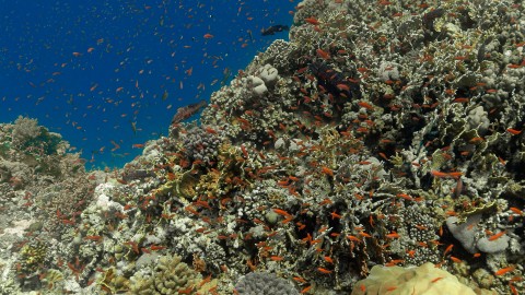Coral Reefs & Fish - Clip 97