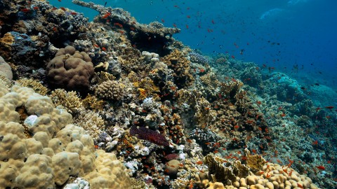 Coral Reefs & Fish - Clip 100