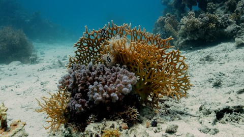 Coral Reefs & Fish - Clip 101