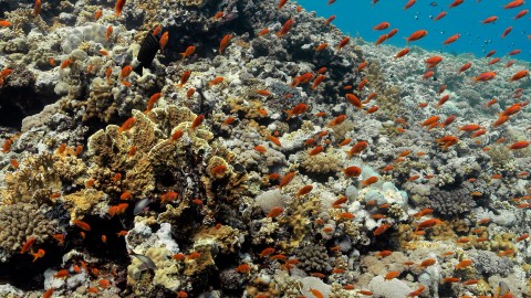 Coral Reefs & Fish - Clip 102