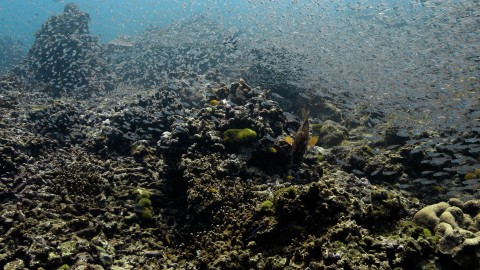 Coral Reefs & Fish - Clip 88