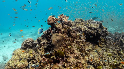 Coral Reefs & Fish - Clip 43