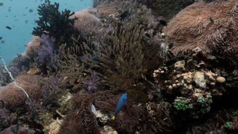 Coral Reefs & Fish - Clip 104