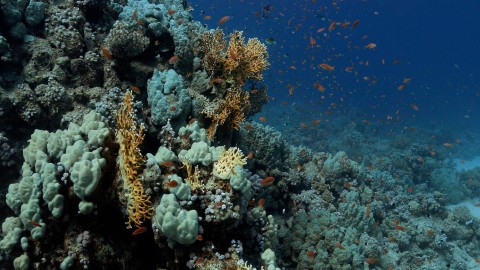 Coral Reefs & Fish - Clip 105
