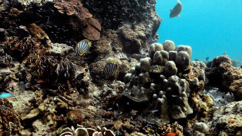 Coral Reefs & Fish - Clip 106