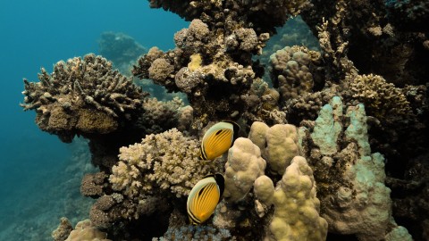 Coral Reefs & Fish - Clip 107
