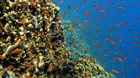 Coral Reefs & Fish - Clip 108