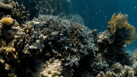 Coral Reefs & Fish - Clip 109