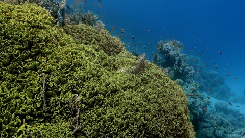 Coral Reefs & Fish - Clip 110