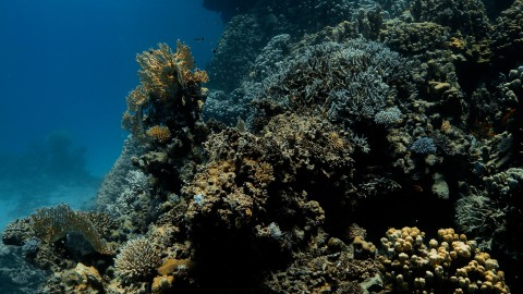Coral Reefs & Fish - Clip 111