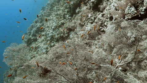 Coral Reefs & Fish - Clip 112