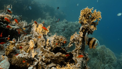 Coral Reefs & Fish - Clip 113