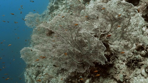 Coral Reefs & Fish - Clip 114