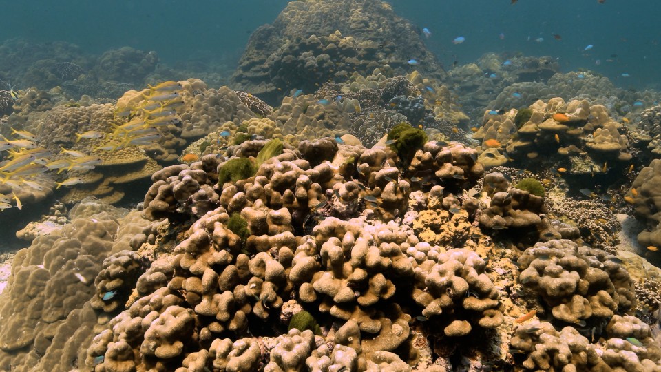 Coral Reefs & Fish - Clip 115