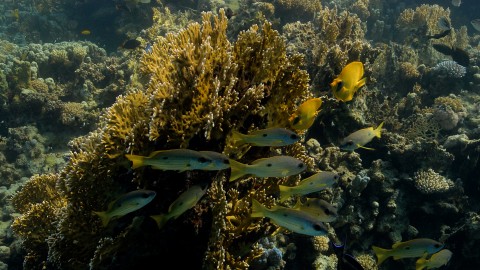 Coral Reefs & Fish - Clip 116